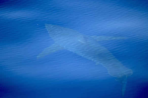 Một con cá mập trắng dài năm mét bơi lội ngoài quần đảo Balearic của Tây Ban Nha. Ảnh: Beat von Niederhausen / AFP / Getty Images     