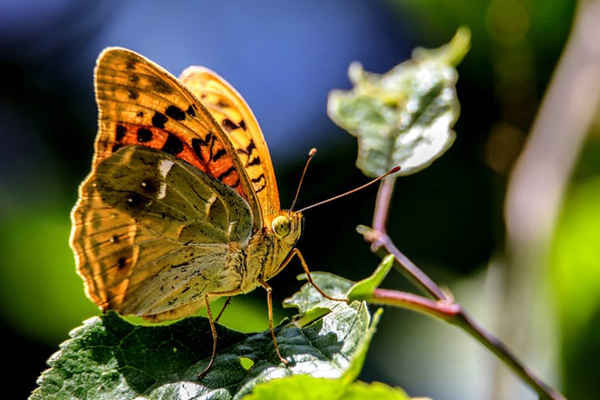 Một con bướm gần hồ Van, Thổ Nhĩ Kỳ. Ảnh: Anadolu Agency / Getty Images