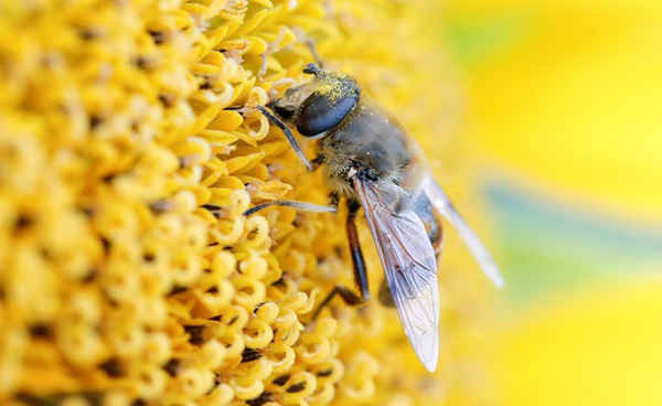 Một con ong hút mật từ hoa hướng dương trên một cánh đồng gần Schneisingen, Thụy Sĩ. Ảnh: Arnd Wiegmann / Reuters