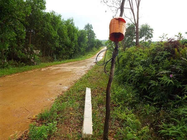 Nơi cây cối um tùm, đường điện sẽ “bò” trên mặt đất