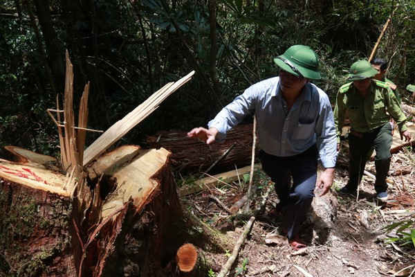 Do tình hình địa phương còn nhiều hạn chế nên vẫn xảy ra nhiều vụ phá rừng