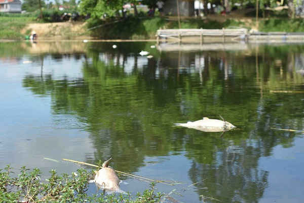 Tại thôn La Vân Thượng (xã Quảng Thọ, huyện Quảng Điền) là địa phương xuất hiện cá lồng chết đầu tiên, theo ghi nhận của PV thì đến sáng 10/7 gần như các lồng cá đều trống không. Trên mặt sông Bồ, xuất hiện nhiều con cá sắp thu hoạch đã chết và bốc mùi trôi dạt