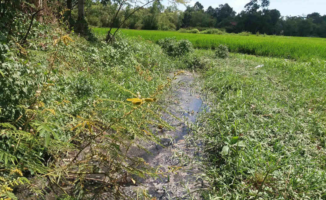 Nước chảy vào ruộng lúa gây ảnh hưởng đến sinh trưởng của cây