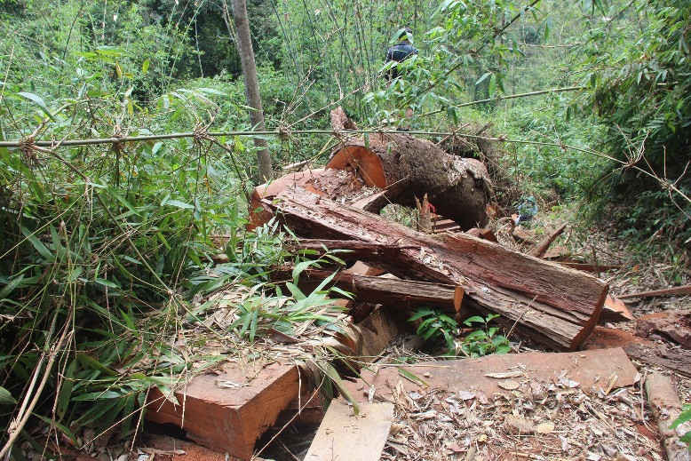 Khu vực nơi xảy ra vụ phá rừng lim xanh ở xã Chal Val