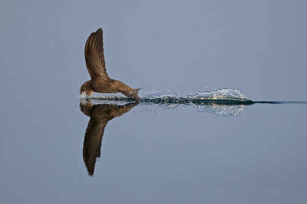 Một con chim én lướt trên nước. Ảnh: Robin Chittenden / Alamy
