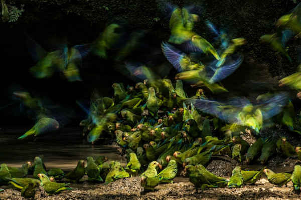 Vẹt đuôi dài Cobalt ở công viên quốc gia Yasuní, Ecuador. Liron Gertsman – tác giả bức ảnh là người đoạt giải thưởng Audubon Photography năm 2018.