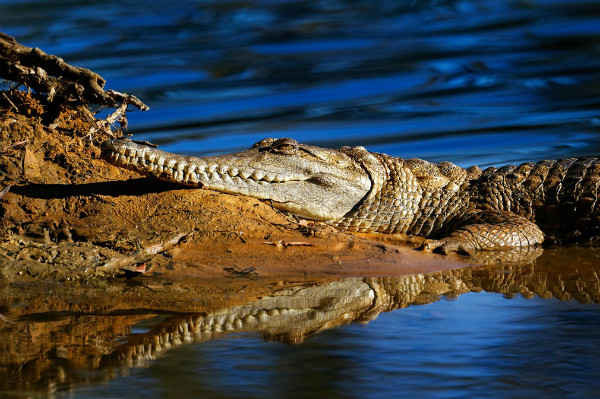 Một con cá sấu nước ngọt trên bờ cát, Hồ Ellendale, Tây Úc. Ảnh: Paul Mayall / Alamy