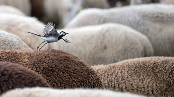 Chim chìa vôi bay cất cánh từ phía một con cừu ở Herrenberg, phía Nam nước Đức. Ảnh: Sebastian Gollnow / AFP / Getty Images