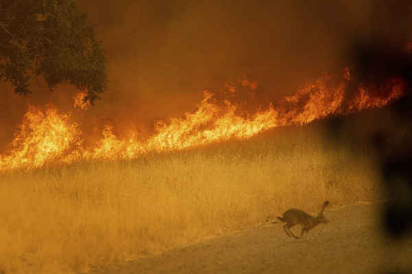 Thỏ chạy như bay khi cháy rừng xảy ra ở Guinda, California. Ảnh: Noah Berger / AP