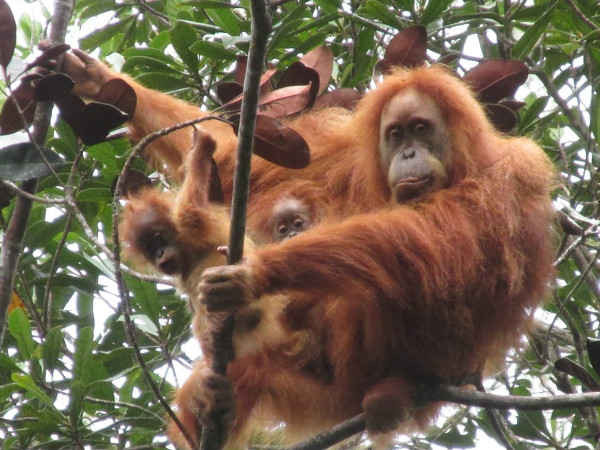 Đười ươi mẹ Tapanuli với hai đười ươi con ở rừng Batang Toru, Bắc Sumatra, Indonesia. Ảnh: SOCP / qua Bodyshop