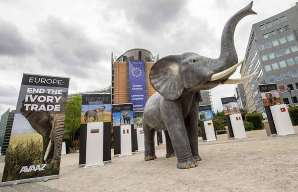 80 mảnh ngà voi bất hợp pháp được tìm thấy và thử nghiệm như một phần của nghiên cứu Avaaz, được trưng bày trước Ủy ban châu Âu tại Brussels, Bỉ cùng với một mô hình có kích thước bằng con voi, nhằm kêu gọi cấm buôn bán ngà voi ở châu Âu. Ảnh: Olivier Matthys / AP Images for AVAAZ