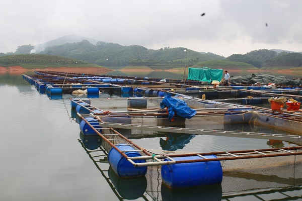 Hồ Thác Bà được coi là bể nước ngọt của tỉnh Yên Bái 
