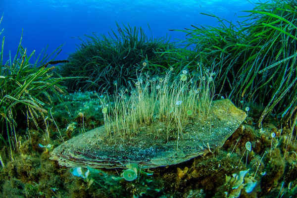 Tảo xanh đơn bào trên vỏ cây chết trong cỏ Neptune, Salina, Quần đảo Aeolian, Sicily. Ảnh: Juan Cuetos / Courtesy of Oceana Europe