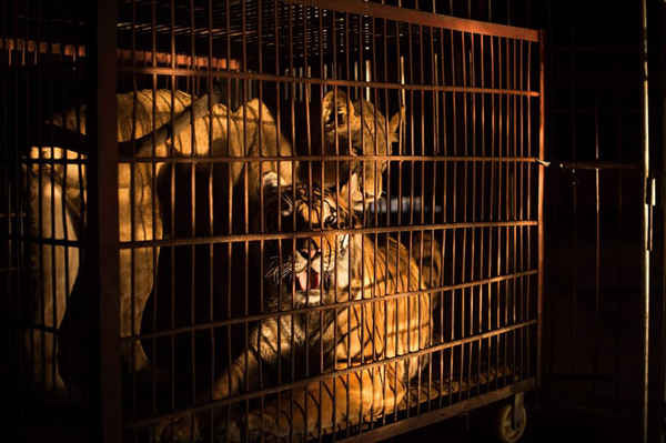 Một con hổ Siberia (bên dưới) và một con sư tử cái châu Phi trong lồng nhỏ ở trại của đoàn xiếc quốc gia thịnh vượng Trung Quốc ở Đông Quản. Việc sử dụng động vật hoang dã trong các chương trình xiếc ngày càng bị chỉ trích nhiều trên toàn thế giới, trong đó có một số quốc gia cấm điều này, nhưng đối với đoàn kịch Trung Quốc, những con thú vẫn được coi là một điểm thu hút lớn. Ảnh: Nicolas Asfouri / AFP / Getty Images