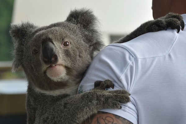 Một chú gấu trúc bốn tuổi tên là Archer tại Khu bảo tồn động vật hoang dã Featherdale ở Sydney, Australia. Ảnh: Peter Parks/AFP/Getty Images