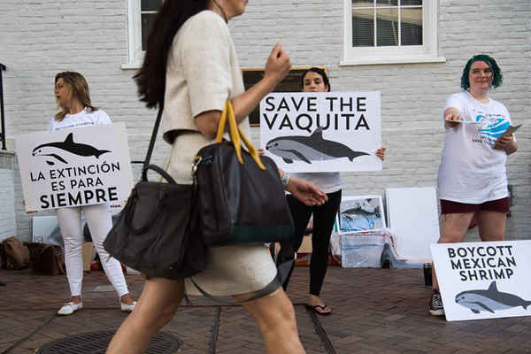 Cuộc biểu tình bảo vệ vaquita bên ngoài Đại sứ quán Mexico ở Washington, DC. Ảnh: Saul Loeb / AFP / Getty Images