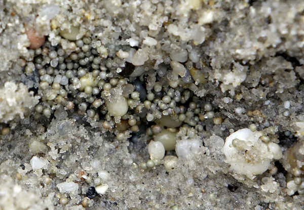 Trứng cua hình móng ngựa tròn dưới cát tại bãi biển Kimbles, Middle Township, New Jersey, Mỹ. Ảnh: Jacqueline Larma / AP