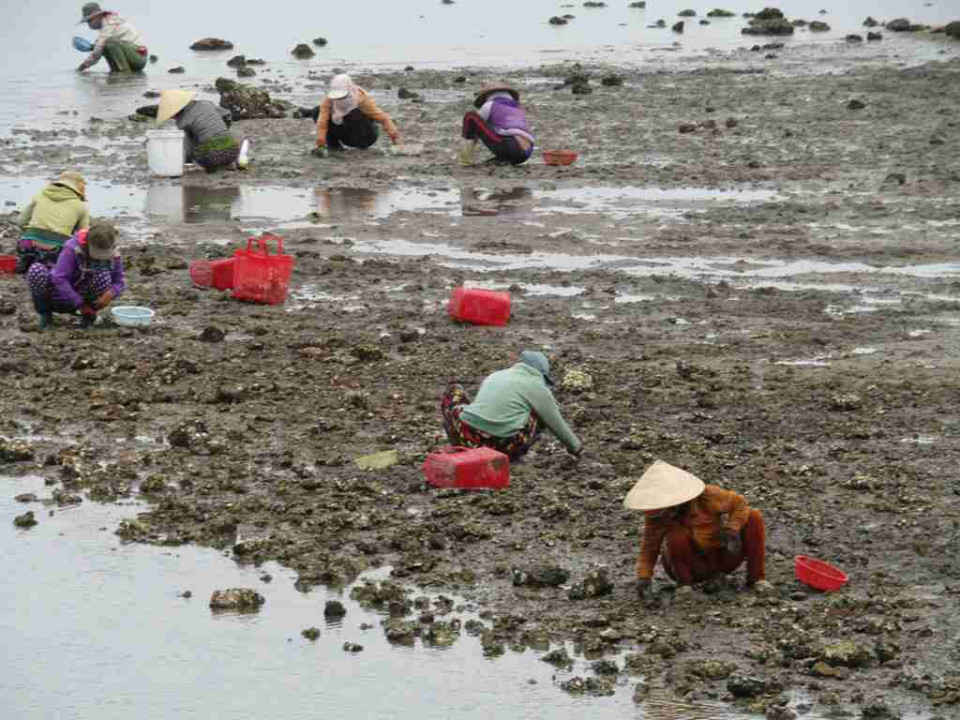 Phụ nữ mưu sinh bằng nghề cào sò ở khu vực đầm Vịnh Xuân Đài nằm xã Xuân Phương, thị xã Sông Cầu 
