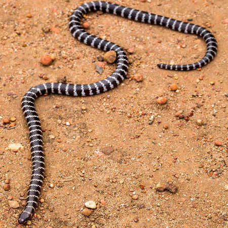 Loài rắn độc mới có tên khoa học là Vermicella parscauda, thuộc chi Bandy-bandy, trong họ rắn hang đặc hữu của nước Úc. Ảnh: Đại học Queensland / EPA