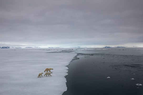 Ba con gấu Bắc Cực nhìn chăm chú vào vùng nước không có băng ở Bắc Cực. Ảnh: Paul Goldstein / Ảnh bìa