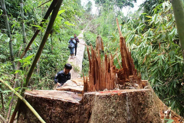 Hiện trường vụ phá rừng lim xanh cổ thụ (xã Chà Vàl, huyện Nam Giang)