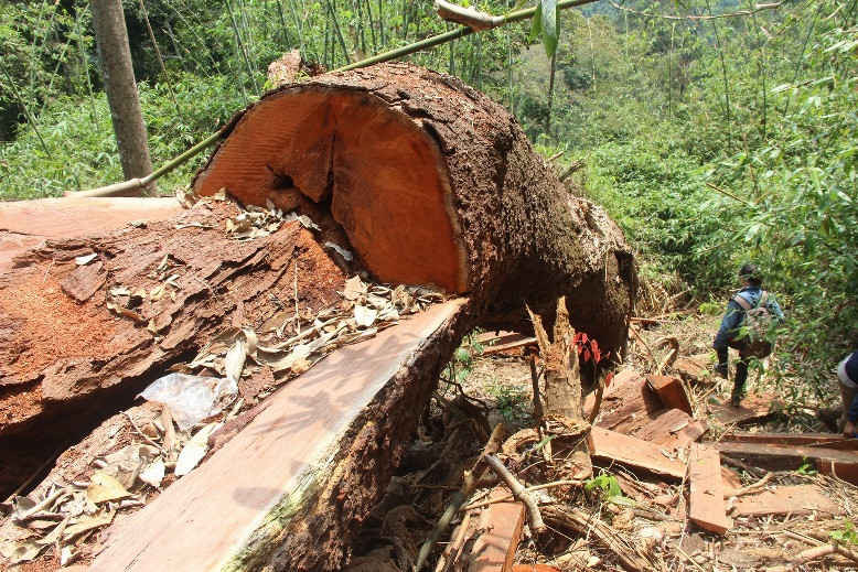 Để xảy ra mất rừng, huyện Nam Giang đã thống nhất kỷ luật hàng loạt cán bộ