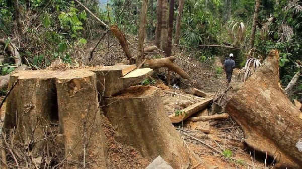 Khu vực nơi xảy ra vụ phá rừng Sông Kôn, huyện Đông Giang.