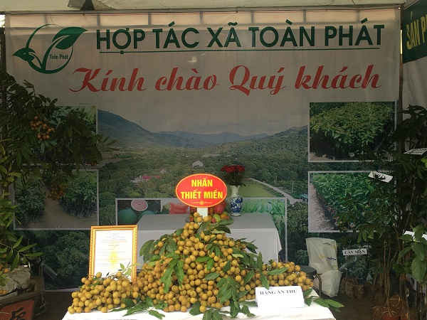Hiện toàn huyện Sông Mã có 9 HTX sản xuất nhãn theo tiêu chuẩn VietGap với diện tích 166ha, sản lượng 930 tấn