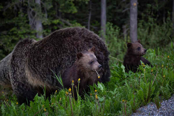 Gấu hoa râm mẹ cùng đàn con ở Vườn quốc gia Banff, Alberta, Canada. Ảnh: Edgar Bullon / Alamy