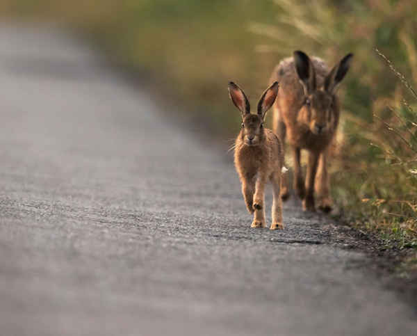 Một con thỏ nâu và thỏ con ở Gloucestershire, Vương quốc Anh. Ảnh: Jerome Murray / Alamy Stock Photo