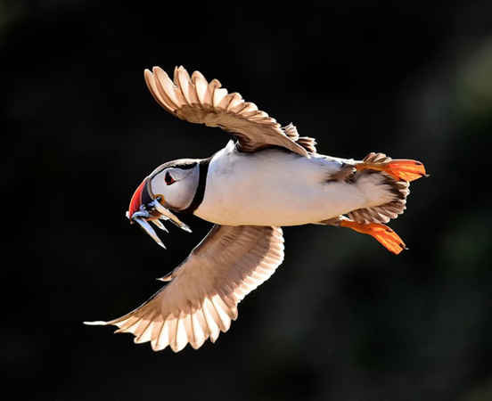 Chim biển Đại Tây Dương bay trong buổi chiều muộn trên đảo Skomer, Pembrokeshire, xứ Wales, Vương quốc Anh. Ảnh: Rebecca Naden / Reuters