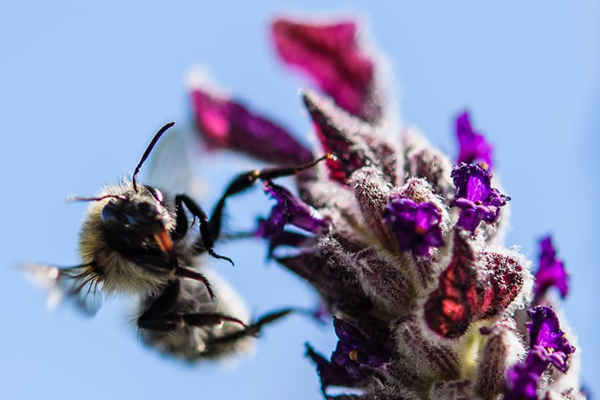 Một con ong bay bên cạnh bông hoa oải hương ở Berlin, Đức. Ảnh: Clemens Bilan / EPA