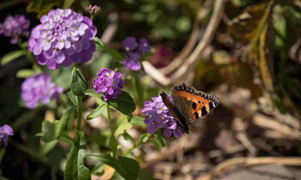 “Trong vườn ở Waen, St Asaph, Bắc Wales, con bướm quen thuộc này là một con rùa nhỏ, phổ biến trong suốt cả năm ở Anh”. Ảnh: Rosemary Williams