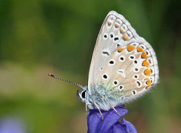 'Màu xanh phổ biến trong khu vườn Taunton của tôi'. Đây là một con bướm đực với màu sắc cho loài bướm này, tên của nó có thể nhận thấy rõ hơn ở cánh trên. Ảnh: Mary Chaloner