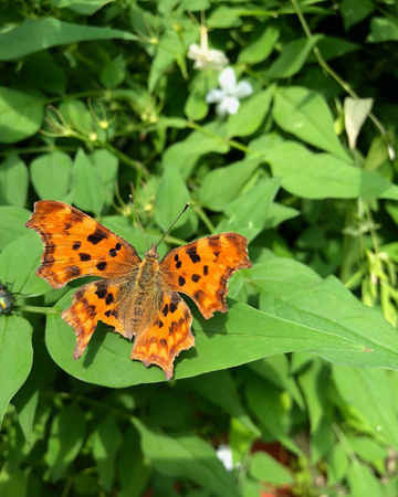 'Một vị khách” tới thăm khu vườn đang thưởng thức hương hoa nhài vào buổi sáng thứ Bảy, ngày 14/7, giữa Bristol và Bath”. Theo tổ chức từ thiện Butterfly Conservation, đây là một con bướm đã trở lại sau khi loài bướm này giảm nhanh trong thế kỷ 20. Ảnh: Lynne Gillard