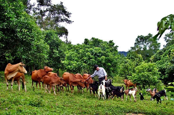 Trang trại chăn nuôi hộ anh Bình ở xã Sơn Kim 1, huyện Hương Sơn( Ảnh Minh Lý)