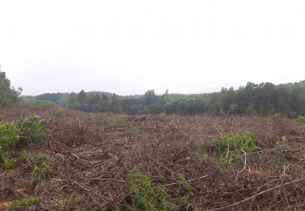 Rừng thông ở xã Lộc Bổn đã bị HTX An Nông 1 “xóa sổ” để trồng keo tràm