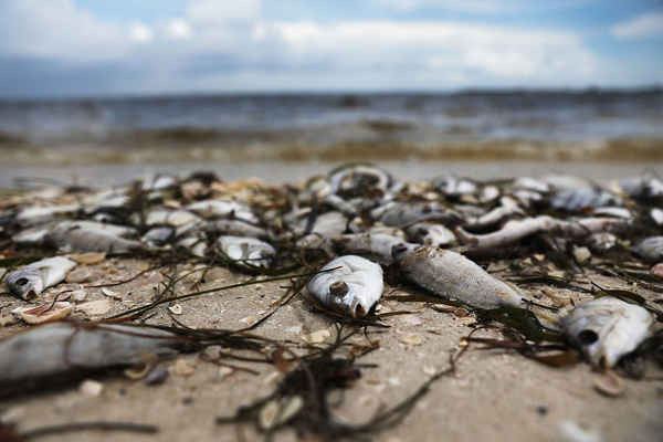 Cá bị trôi dạt vào bờ biển Sanibel, Florida sau khi chết do thủy triều đỏ. Ảnh: Joe Raedle / Getty Images