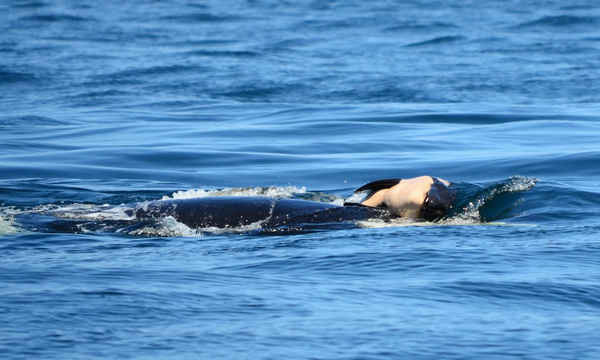 Cá voi sát thủ ngoài khơi bờ biển Canada gần Victoria, British Columbia, Canada. Các nhà nghiên cứu cá voi đang theo dõi chặt chẽ một con cá voi sát thủ mẹ đã dành cả tuần qua để giữ cá voi con của nó nổi trên vùng biển Tây Bắc Thái Bình Dương. Ảnh: Michael Weiss / Trung tâm nghiên cứu cá voi
