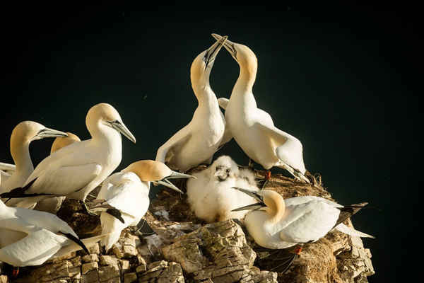 250.000 con chim ó biển làm tổ tại khu bảo tồn thiên nhiên RSPB ở Bempton Cliffs, Yorkshire, Vương quốc Anh. Ảnh: Danny Lawson / PA