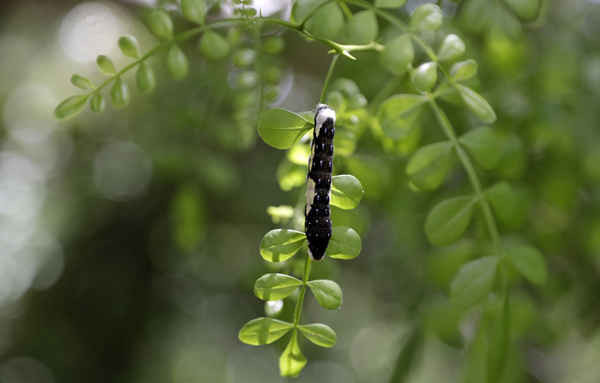 Một con sâu bướm thuộc loài bướm đang bị đe dọa, loài bướm đuôi dài của Schaus nằm trên một nhánh cây tại Vườn Tiểu bang San hô John Pennekamp ở Key Largo, Florida Keys, Mỹ. Ảnh: Lynne Sladky / AP