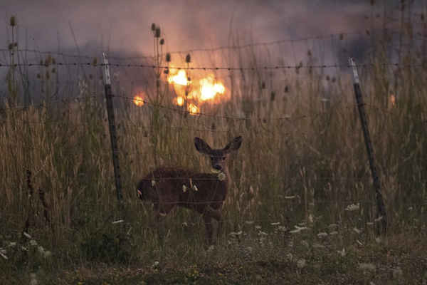 Trong khi lửa cháy ở nhiều phía, một con nai đứng đằng sau hàng rào khi sông Fire chảy qua Lakeport, California, Mỹ. Ảnh: Noah Berger / AP