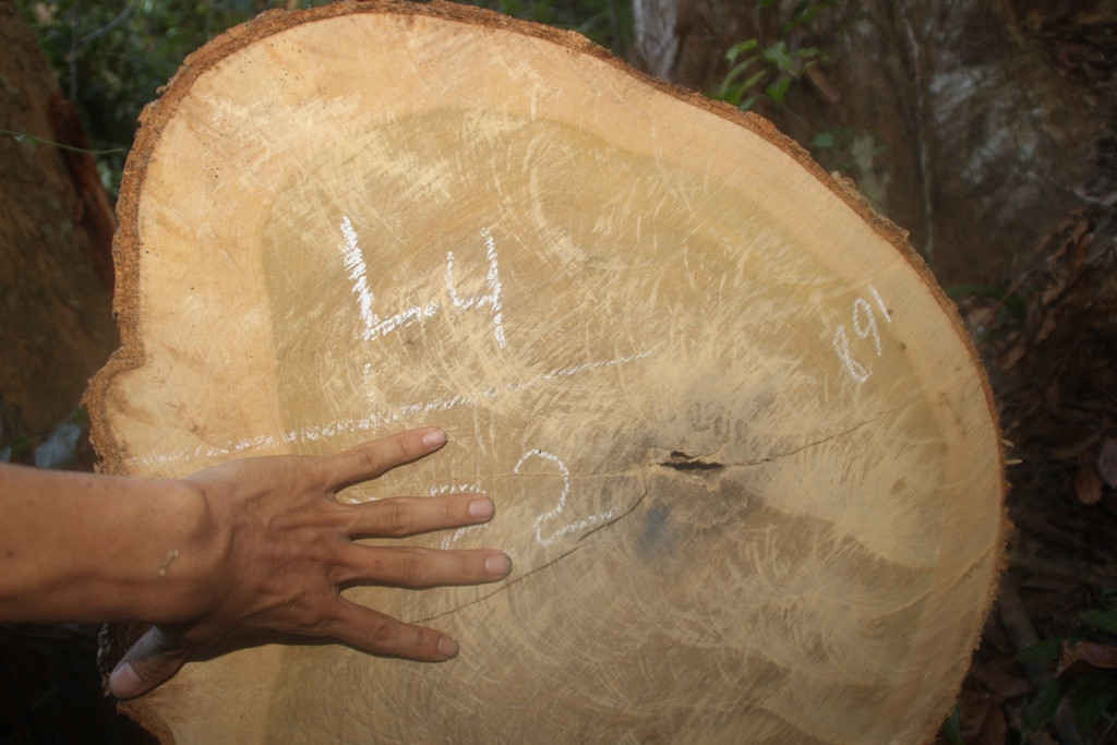 Nhiều gốc gỗ Giổi lớn bị đốn hạ tại tại khoảnh 4, tiểu khu 142 và khoảnh 8, tiểu khu 145 xã Vĩnh Sơn, huyện Vĩnh Thạnh 