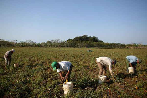 Nông dân thu hoạch cà chua ở San Antonio de los Banos thuộc tỉnh Artemisa, Cuba vào ngày 13/4/2016. Ảnh: Alexandre Meneghini
