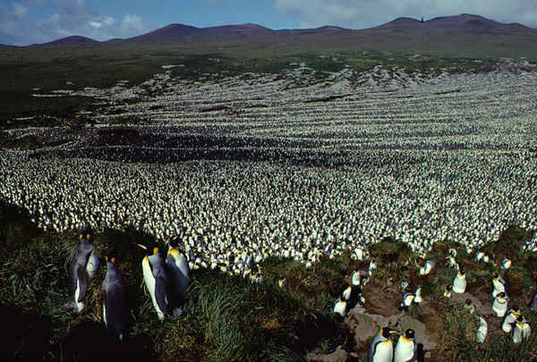 ​​​​​​​Đàn chim cánh cụt vua trên Ile aux Cochon, một phần của quần đảo Frances Iles Crozet. Theo các nhà nghiên cứu, loài chim cánh cụt lớn nhất thế giới này đã giảm gần 90% trong ba thập kỷ. Hình ảnh vệ tinh gần đây cho thấy số lượng loài chim này đã giảm, chỉ còn lại 200.000. Ảnh: Henri Weimerskirch / AFP / Getty Images