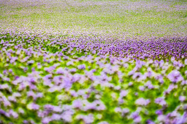 Cây trồng phủ đất hoa Lacy phacelia ở làng Nisbet trong Biên giới Scotland. Ảnh: Chris Strickland / Alamy