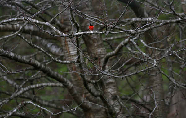 Chim cổ đỏ ở Kayena, miền Bắc Tasmania, Úc. Ảnh: Barbara Walton / EPA