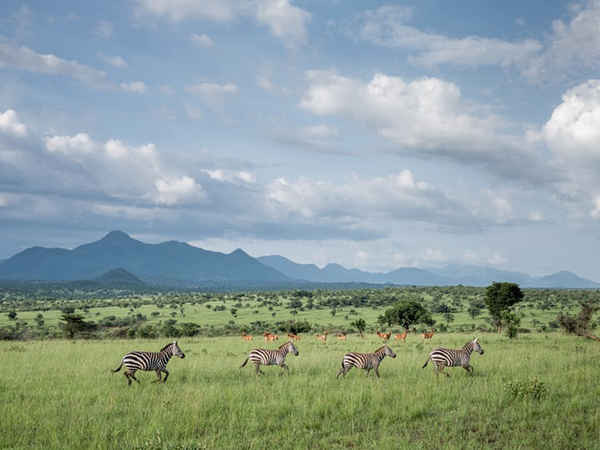 Công viên quốc gia Kidepo Valley ở Uganda. Ảnh: Thom Pierce