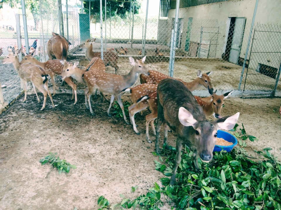 Đàn hươu với kỳ vọng là nguồn thu nhập chính của gia đình ông Nguyễn Đình Kiên