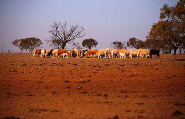 Gia súc còn sót lại trên trang trại của May McKeown chịu ảnh hưởng bởi hạn hán, nằm ở vùng ngoại ô của thị trấn Walgett, phía Tây Bắc New South Wales, Úc ăn cỏ khô vào ngày 20/7/2018. Ảnh: David Grey